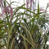 Miscanthus Giganteus